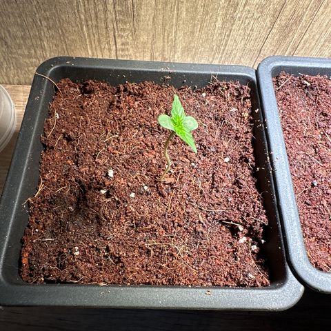 Epsilon F1 - Balkon rechts growlog timeline photo