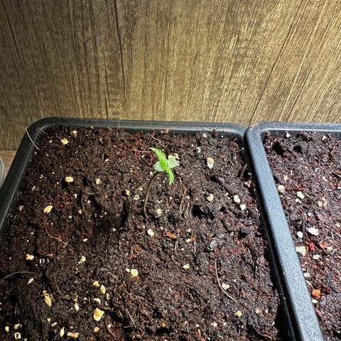 Special Queen #1 - Balkon Links growlog timeline photo