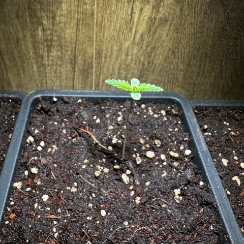 Epsilon F1 - Balkon rechts growlog timeline photo
