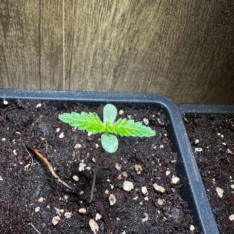 Epsilon F1 - Balkon rechts growlog timeline photo