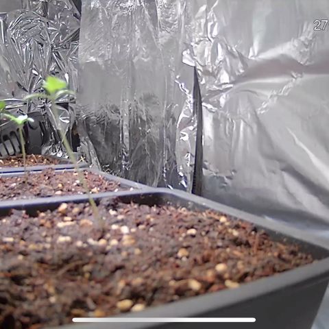 Special Queen #1 - Balkon Links growlog timeline photo