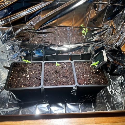 Special Queen #1 - Balkon Links growlog timeline photo