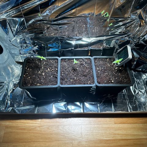 Special Queen #1 - Balkon Links growlog timeline photo