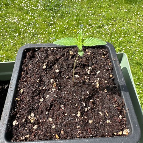 Epsilon F1 - Balkon rechts growlog timeline photo