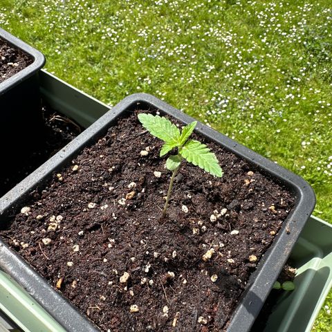 Epsilon F1 - Balkon rechts growlog timeline photo