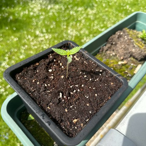 Special Queen #1 - Balkon Links growlog timeline photo