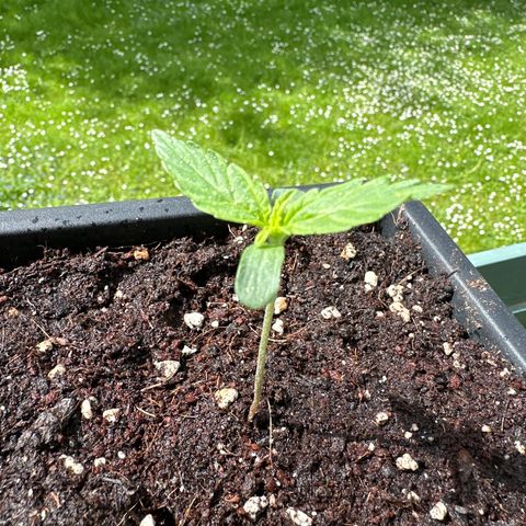 Special Queen #1 - Balkon Links growlog timeline photo