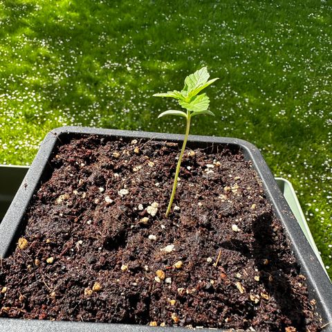 Epsilon F1 - Balkon rechts growlog timeline photo