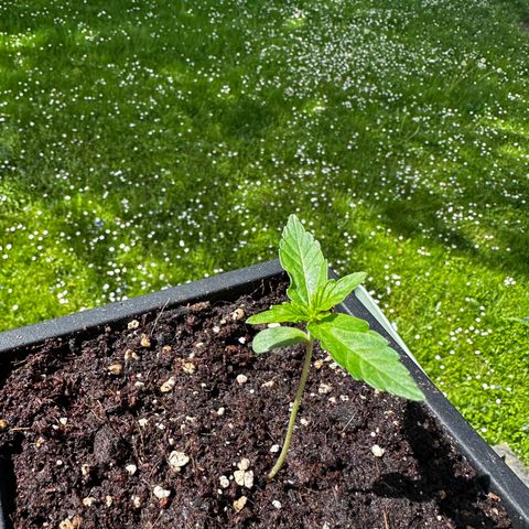 Epsilon F1 - Balkon rechts growlog timeline photo