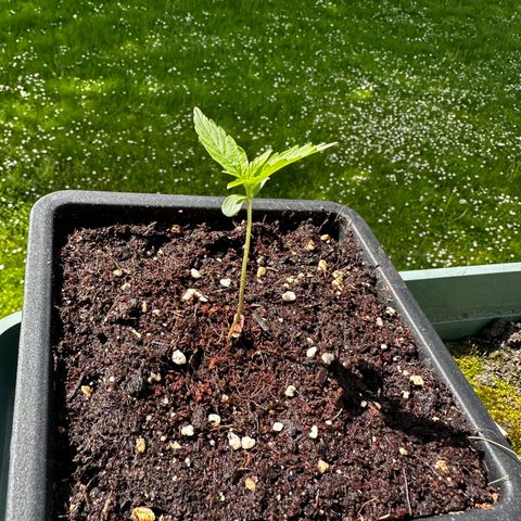 Special Queen #1 - Balkon Links growlog timeline photo
