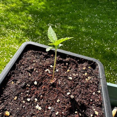 Special Queen #1 - Balkon Links growlog timeline photo