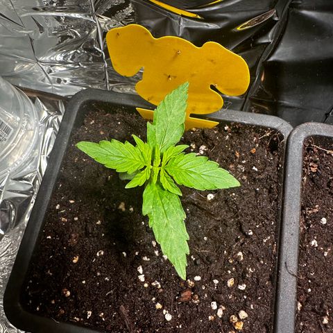 Special Queen #1 - Balkon Links growlog timeline photo