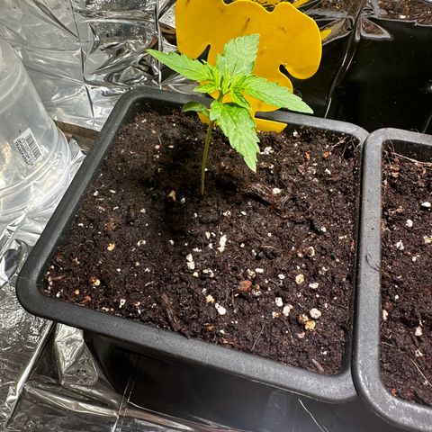 Special Queen #1 - Balkon Links growlog timeline photo