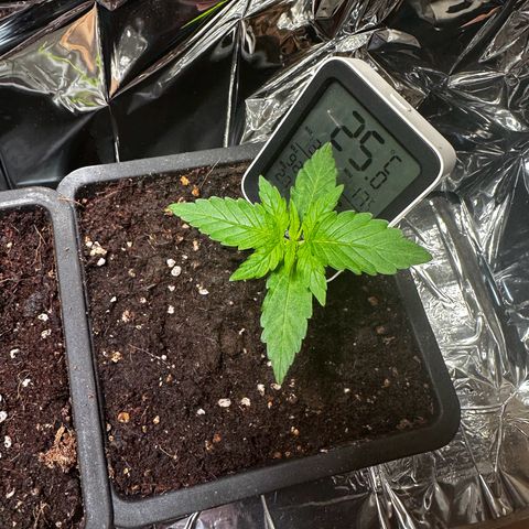Epsilon F1 - Balkon rechts growlog timeline photo