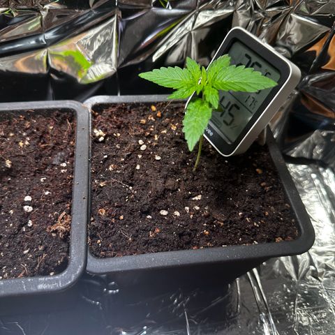 Epsilon F1 - Balkon rechts growlog timeline photo