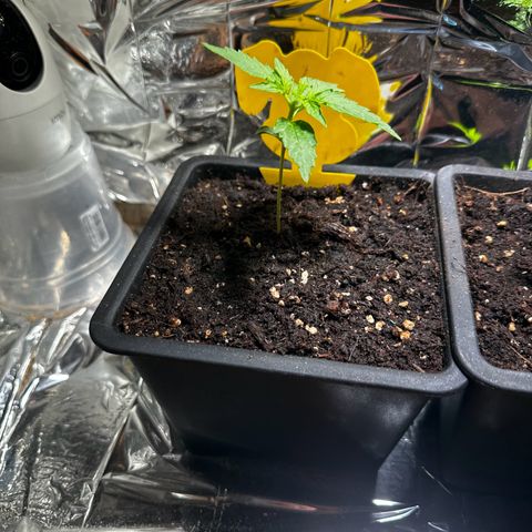 Special Queen #1 - Balkon Links growlog timeline photo