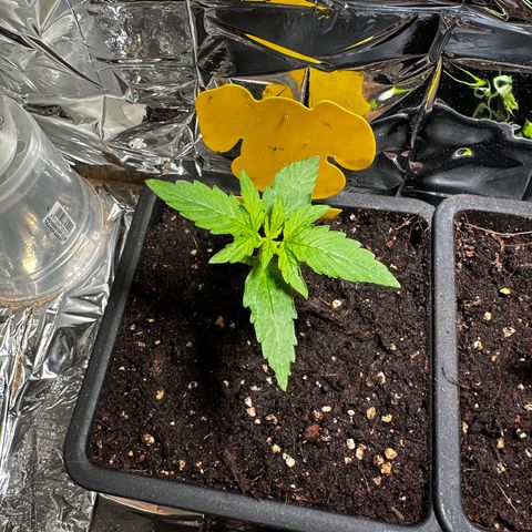 Special Queen #1 - Balkon Links growlog timeline photo