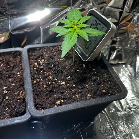Epsilon F1 - Balkon rechts growlog timeline photo