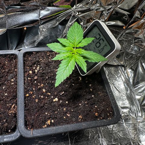 Epsilon F1 - Balkon rechts growlog timeline photo