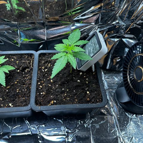 Epsilon F1 - Balkon rechts growlog timeline photo