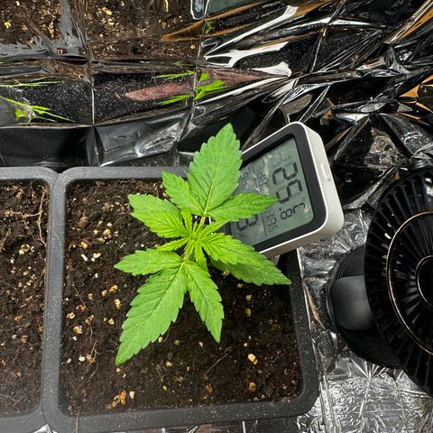 Epsilon F1 - Balkon rechts growlog timeline photo