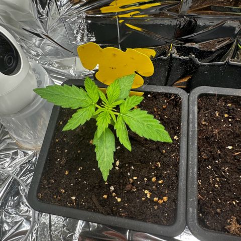 Special Queen #1 - Balkon Links growlog timeline photo