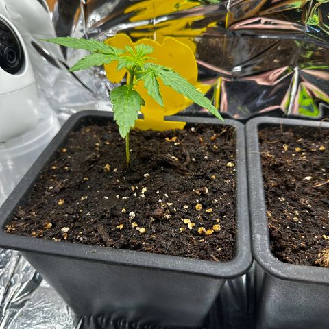 Special Queen #1 - Balkon Links growlog timeline photo