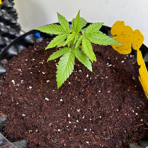 Epsilon F1 - Balkon rechts growlog timeline photo