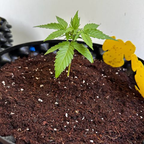 Epsilon F1 - Balkon rechts growlog timeline photo
