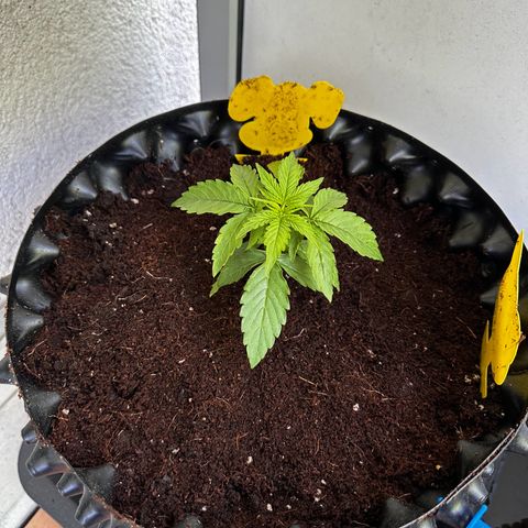 Special Queen #1 - Balkon Links growlog timeline photo