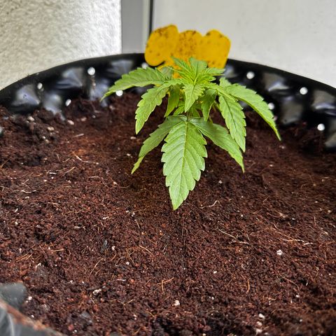 Special Queen #1 - Balkon Links growlog timeline photo
