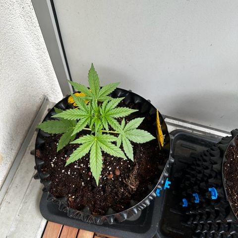 Special Queen #1 - Balkon Links growlog timeline photo
