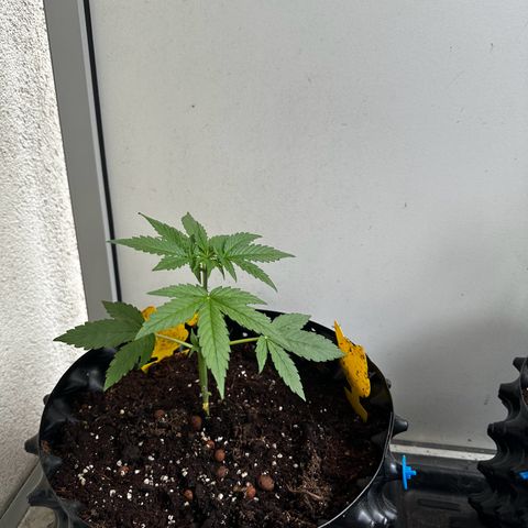 Special Queen #1 - Balkon Links growlog timeline photo