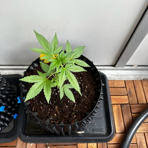 Epsilon F1 - Balkon rechts growlog timeline photo