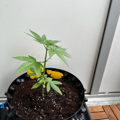 Epsilon F1 - Balkon rechts growlog timeline photo