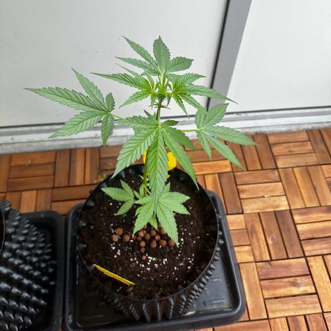 Epsilon F1 - Balkon rechts growlog timeline photo