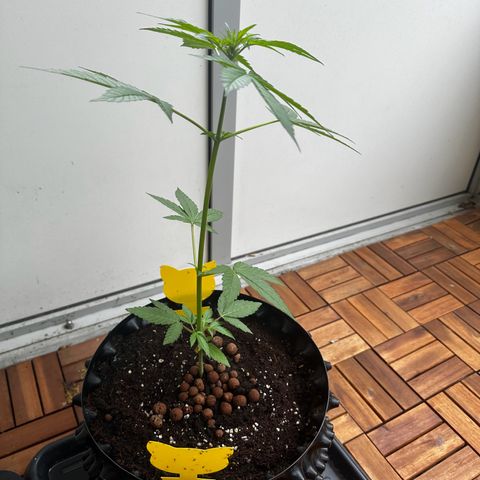 Epsilon F1 - Balkon rechts growlog timeline photo