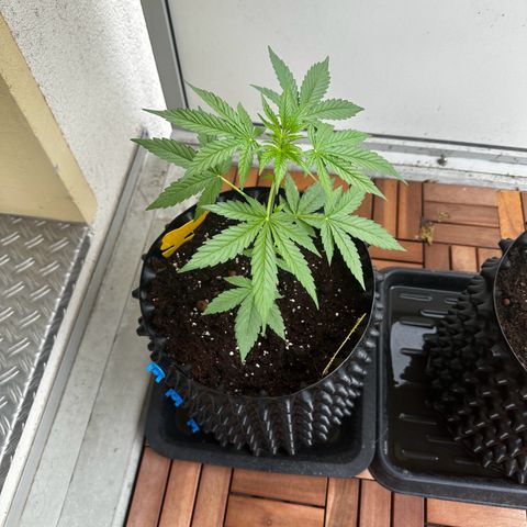 Special Queen #1 - Balkon Links growlog timeline photo