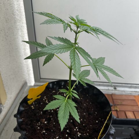 Special Queen #1 - Balkon Links growlog timeline photo