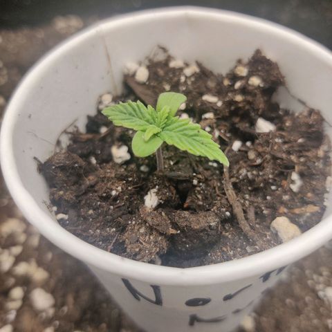 Northern Light Automatic growlog timeline photo