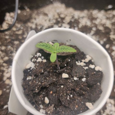 Sour Diesel growlog timeline photo