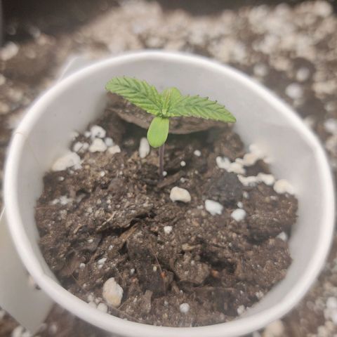 Sour Diesel growlog timeline photo