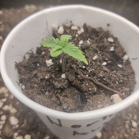 Northern Light Automatic growlog timeline photo