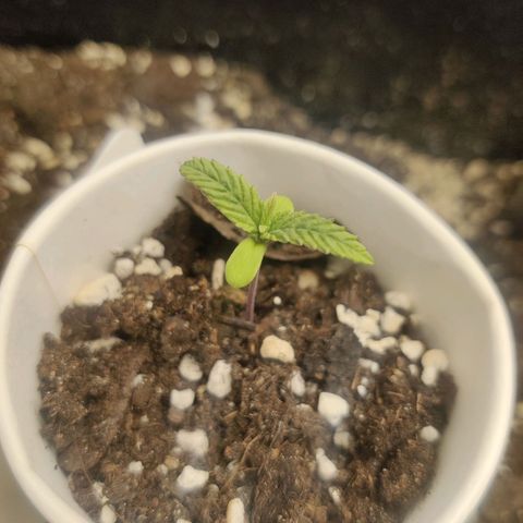 Sour Diesel growlog timeline photo
