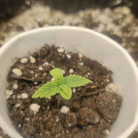 Northern Light Automatic growlog timeline photo