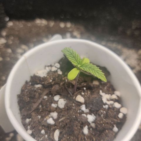 Sour Diesel growlog timeline photo
