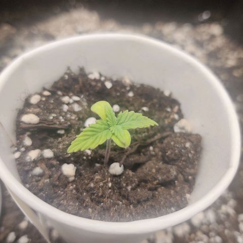 Northern Light Automatic growlog timeline photo