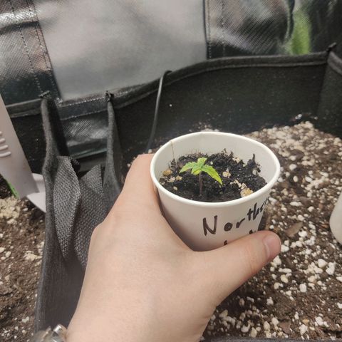 Northern Light Automatic growlog photo: Leaves curling down, brown spots, yellowing.

-Overwatering?
-Calciun defiency?
-Nitrogen defiency?