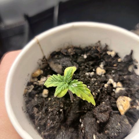Northern Light Automatic growlog photo: Leaves curling down, brown spots, yellowing.

-Overwatering?
-Calciun defiency?
-Nitrogen defiency?