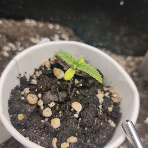 Sour Diesel growlog timeline photo